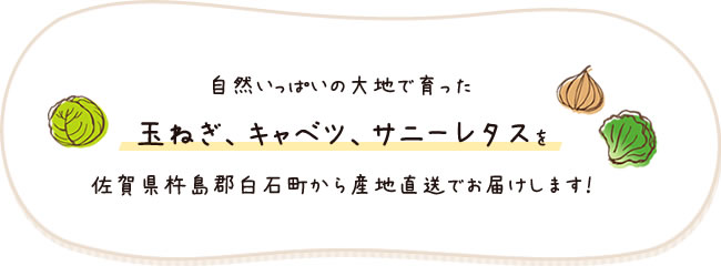 自然いっぱいの大地で育った玉ねぎ、キャベツ、サニーレタスを佐賀県杵島郡白石町から産地直送でお届けします！